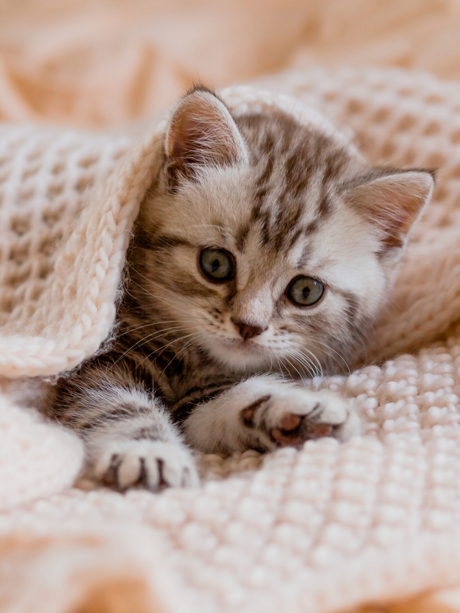 okładka-planera-kotki-i-pieski