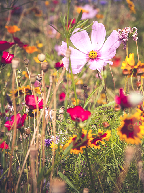 okładka-planera-kwiaty