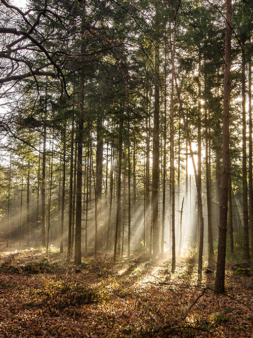 okładka-planera-las